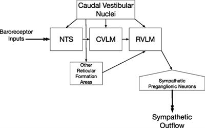 Descending Influences on Vestibulospinal and Vestibulosympathetic Reflexes